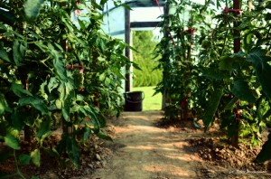 My Grandmother`s tomatoes      