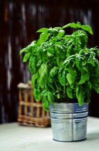 Basil    